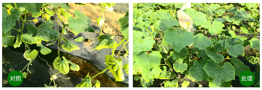 領(lǐng)先生物海葆素讓作物“吃”上深海新?tīng)I(yíng)養(yǎng) 領(lǐng)先生物海葆素讓作物“吃”上深海新?tīng)I(yíng)養(yǎng)